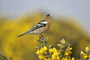 Male Chaffinch (Fringilla coelebs) perched on Gorse, Suffolk, UK, April