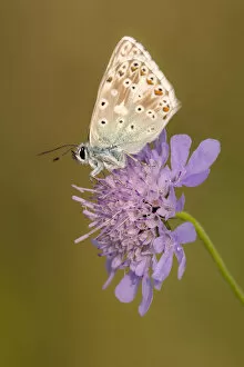 Butterflies & Moths Gallery: Male chalkhill blue butterfly (Lysandra coridon) with wings closed resting on Devils-bit scabious