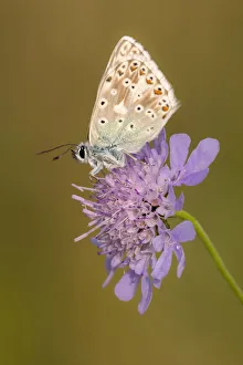 Dipsacaceae Prints: Male chalkhill blue butterfly (Lysandra coridon) with wings closed resting on Devils-bit scabious