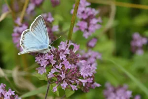 Lycaenid Prints: Male Chalkhill blue (Lysandra coridon) feeding on Wild marjoram flowers (Origanum