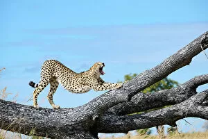 Images Dated 3rd August 2022: Male Cheetah (Acinonyx jubatus) stretching and yawning on a fallen tree trunk, Okavango Delta