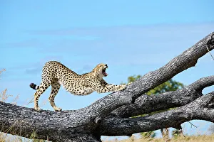Cheetah Prints: Male Cheetah (Acinonyx jubatus) stretching and yawning on a fallen tree trunk