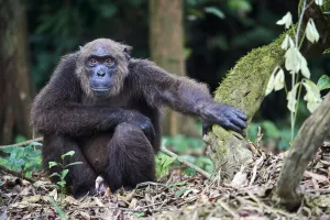 Male Chimpanzee (Pan troglodytes troglodytes) sitting on forest floor