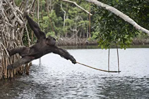 Male Chimpanzee (Pan troglodytes troglodytes) trying to catch fallen fruits using stick