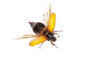 Images Dated 29th May 2009: Male Cockchaffer (Melolontha melolontha) showing wings, Queyras, France, May 2009 WWE BOOK