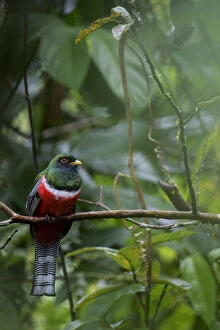 Andes Gallery: Male Collared trogon (Trogon collaris) perched on twig, Sumaco National Park, Napo