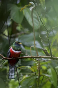 Male Collared trogon (Trogon collaris) perched on twig, Sumaco National Park, Napo