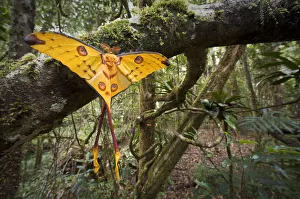 Bright Colour Prints: Male Comet / Madagascar moon moth (Argema mittrei) recently emerged drying its wings