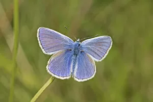 Images Dated 19th August 2015: Male Common blue butterfly (Polyommatus icarus) Sutcliffe Park Nature Reserve, London