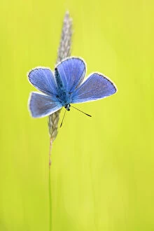Images Dated 9th July 2020: Male common blue butterfly (Polyommatus icarus) basking wings open on grass, Vealand Farm