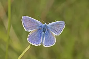 Lycaenid Prints: Male Common blue butterfly (Polyommatus icarus) Sutcliffe Park Nature Reserve, London