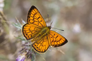 Lycaenid Prints: Male Common copper (Lycaena salustius) resting with wings open