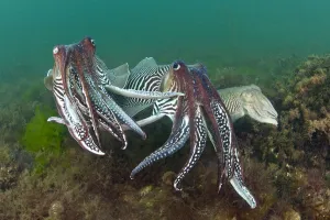 Two male Common cuttlefish (Sepia officinalis) compete for a female (on right) during courtship