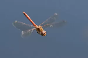 Images Dated 22nd August 2011: Male Common Darter dragonfly (Sympetrum striolatum) in flight, Arne RSPB reserve