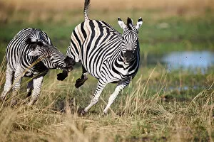 Two male Common / Plains zebras (Equus quagga) fighting, Okavango Delta, Botswana, Africa