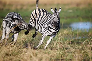 Looking Prints: Two male Common / Plains zebras (Equus quagga) fighting, Okavango Delta, Botswana, Africa
