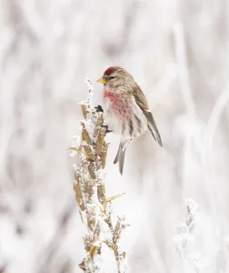 Onagraceae Prints: Male Common Redpoll (Acanthis flammea) perched on snow-covered dead stem of Evening