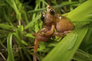 Two male Darjeeling bush frogs (Raorchestes Annandalii) fighting over territory