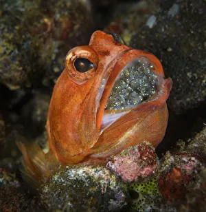 Incubating Prints: Male Dendtric jawfish (Opistognathus dendriticus) with incubating eggs in his mouth