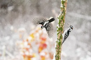 Woodpecker Prints: Male Downy woodpecker (Picoides pubescens) taking off to avoid Male Hairy woodpecker (Picoides villosus)