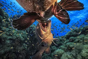 Azores Prints: Two male Dusky groupers (Epinephelus marginatus) fighting for territory during mating
