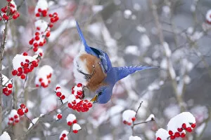 Songbird Gallery: Male Eastern bluebird (Sialia sialis) feeding on snow-covered Holly (Ilex sp) berries, near Ithaca