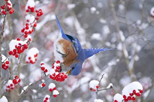 Christmas Prints: Male Eastern bluebird (Sialia sialis) feeding on snow-covered Holly (Ilex sp) berries