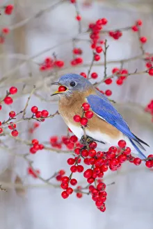 Songbirds Prints: Male Eastern bluebird (Sialia sialis) feeding on winterberry (Ilex sp) fruit, New York