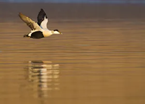 Images Dated 3rd February 2012: Male Eider (Somateria mollissima) in flight over water, Aberdeenshire, Scotland, UK, February