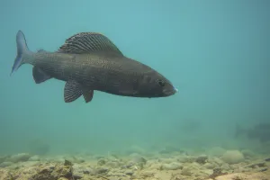 Male European grayling (Thymallus thymallus) on spawning ground, Lake of Thun, Thun