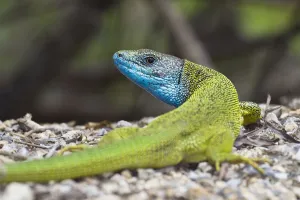 Images Dated 3rd June 2009: Male European green lizard (Lacerta viridis) Eastern Slovakia, Europe, June 2009