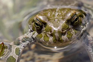 Male European green toad (Bufo viridis) in pond (at 2, 711m) in Adylsu valley, side
