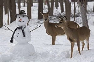 Male and female White-tailed deer (Odocoileus virginianus) with snowman, New York, USA, February