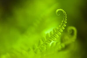 Alex Hyde Collection: Male Fern (Dryopteris filix-mas) abstract, Isle of Mull, Scotland, UK. June