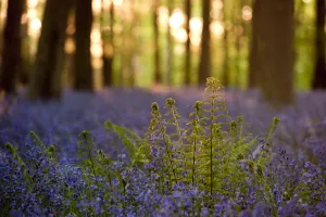 Hyacinthoides Non Scripta Prints: Male Fern (Dryopteris filix-mas) backlit among bluebell carpet