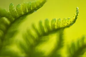 Male fern (Dryopteris filix-mas) close-up, Broxwater, Cornwall, UK, August