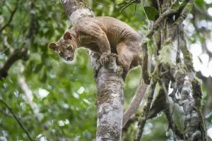 Male Fossa (Cryptoprocta ferox) climbing down tree trunk from forest canopy. Mid-altitude