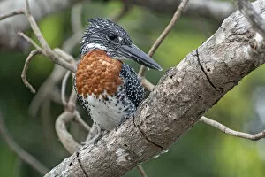 Male Giant kingfisher (Megaceryle maxima) perched on branch, Allahein river, The Gambia