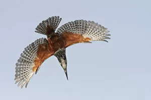 October 2022 Highlights Collection: Male Giant kingfisher (Megaceryle maxima) diving, Allahein River, The Gambia