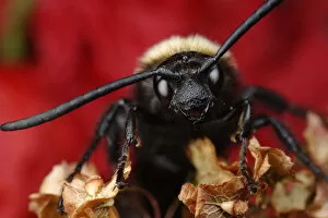 Wild Wonders of Europe 3 Gallery: Male Giant / Mammoth wasp (Megascolia flavifrons) close-up of face showing long antennae
