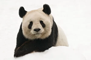 Giant Panda Gallery: Male Giant panda (Ailuropoda melanoleuca) portrait, lying on snow, approximately 10 years