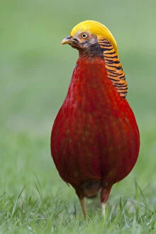 Alien Species Gallery: Male Golden Pheasant (Chrysolophus pictus) standing on grass in display plumage