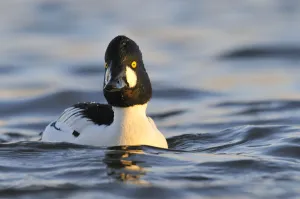 2020VISION 2 Gallery: Male Goldeneye (Bucephala clangula), Hogganfield Loch, Glasgow, Scotland, UK, February
