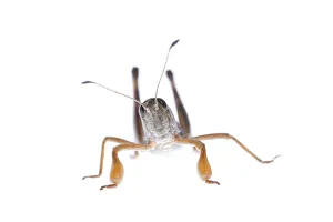 Orthoptera Prints: Male Grasshopper (Gomphocerippus sibiricus) Fliess, Naturpark Kaunergrat, Tirol, Austria
