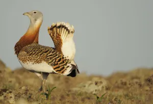 Images Dated 2nd April 2009: Male Great bustard (Otis tarda) displaying, La Serena, Extremadura, Spain, April 2009