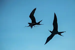 Galapagos Prints: Two male Great frigatebird (Fregata minor) squabbling in mid-air over nesting material