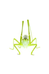 Orthoptera Prints: Male Great green bush cricket (Tettigonia viridissima) Fliess, Naturpark Kaunergrat