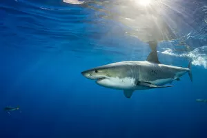 Male Great white shark (Carcharodon carcharias) with sunrays, Guadalupe Island, Mexico