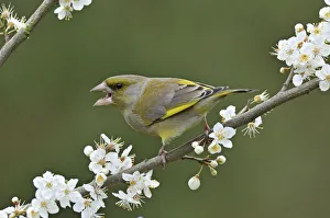 Male Greenfinch (Carduelis chloris) calling amongst Blackthorn blossom, Hertfordshire