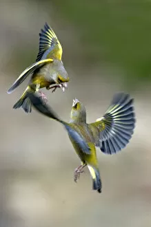 2012 Highlights Collection: Male Greenfinches (Carduelis chloris) squabbling in flight. Dorset, UK, March